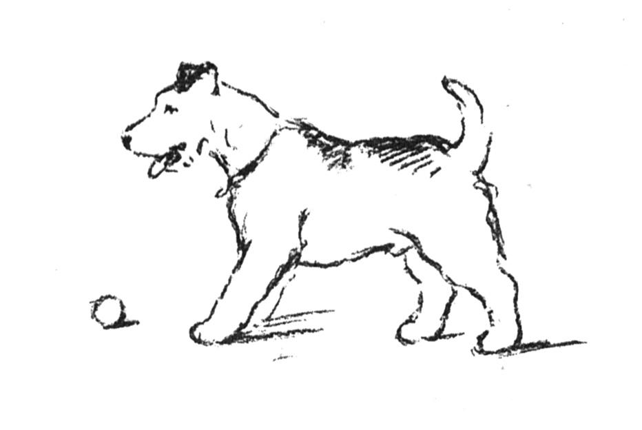 Kolorowanka Pies z Piłką - Pobierz i Drukuj kolorowanka do druku